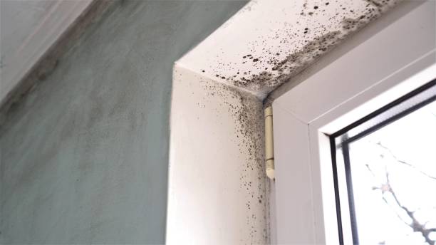 Best Home Mold Removal  in Marble Hill, MO