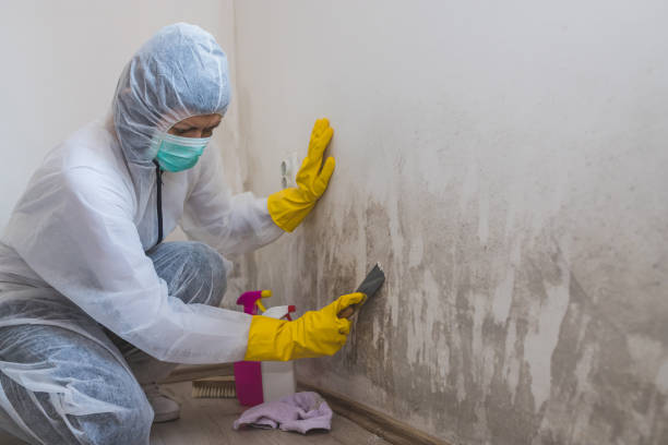 Best Residential Mold Removal  in Marble Hill, MO