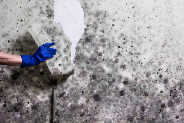 Best Mold Testing  in Marble Hill, MO