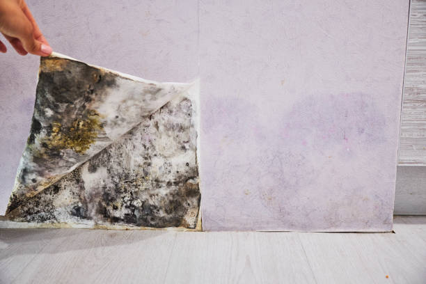 Best Professional Mold Removal  in Marble Hill, MO